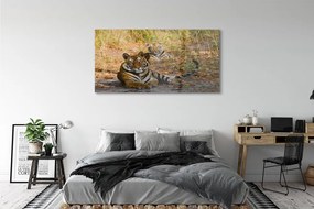 Obraz na akrylátovom skle Tigers 140x70 cm