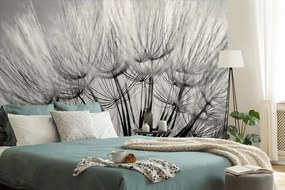 Fototapeta čiernobiela rozkvitnutá púpava - 150x100