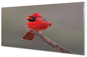 Sklenený obraz Red papagáj na vetve 100x50 cm