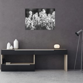 Sklenený obraz - Letná lúka (70x50 cm)