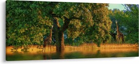 Obraz žirafy v prírode (120x50 cm)