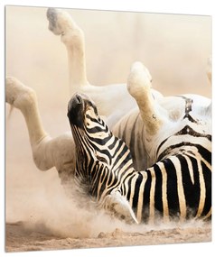 Obraz ležiacej zebry (30x30 cm)