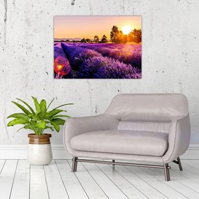 Sklenený obraz levanduľového pole, Provence (70x50 cm)