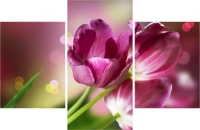 Obraz ružových tulipánov (90x60 cm)