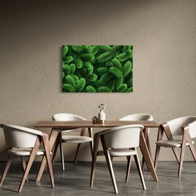 Obraz - Vetvičky ihličnanu (90x60 cm)