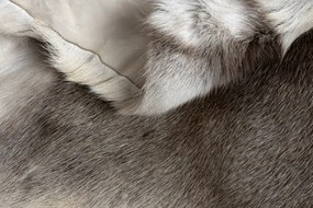 Koberec RENIFER POK017 sivý / biely