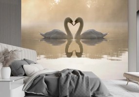 Fototapeta, Zamilované labutě - 150x105 cm