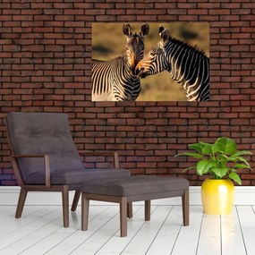 Obraz - Dve zebry (90x60 cm)