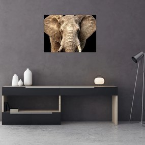 Sklenený obraz - Slon africký (70x50 cm)