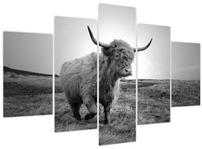 Obraz - Škótska krava, čiernobiela (150x105 cm)