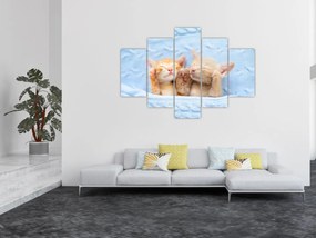 Obraz - Spiace mačiatka (150x105 cm)