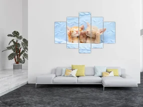Obraz - Spiace mačiatka (150x105 cm)