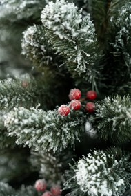 Limpol Borovica Iza s červenými bobuľami zasnežená Výška stromčeka: 240 cm