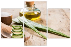 Obraz - Aloe vera (90x60 cm)
