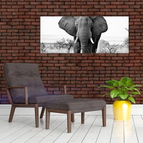 Obraz - Slon africký II. (120x50 cm)