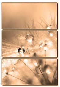 Obraz na plátne - Dandelion z kvapkami rosy - obdĺžnik 7262FB (90x60 cm  )
