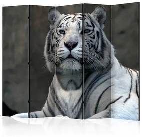 Paraván - Bengali tiger in zoo II [Room Dividers]