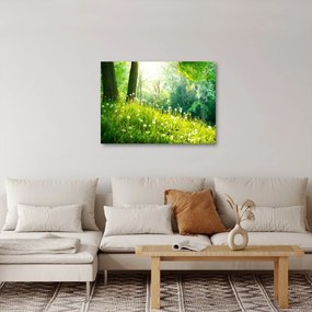 Obraz - Magická lúka plná púpav (70x50 cm)