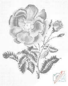 Gario Bodkovanie Vintage ruža Rozmery: 30 x 40 cm, Rámovanie: Iba zrolované plátno, Farba bodiek: Čierna