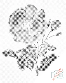 Gario Bodkovanie Vintage ruža Rozmery: 40 x 50 cm, Rámovanie: Iba zrolované plátno, Farba bodiek: Modrá