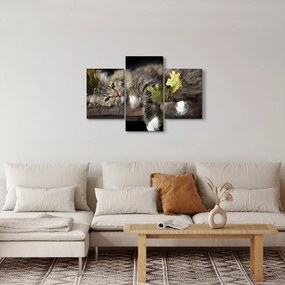 Obraz - Ležiaca mačka (90x60 cm)