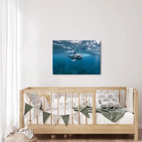 Obraz - Delfín pod hladinou (70x50 cm)
