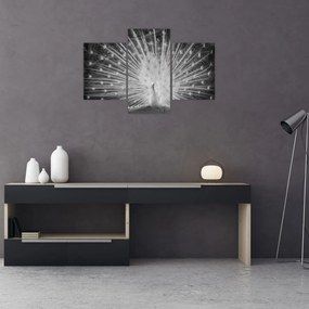 Obraz - Biely páv (90x60 cm)