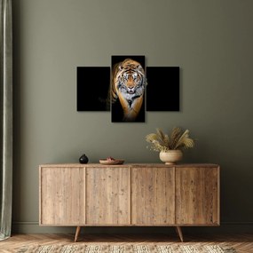 Obraz - Tiger (90x60 cm)