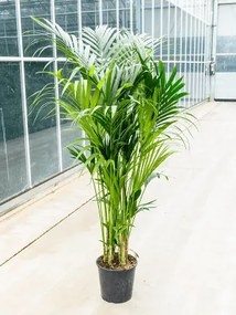 Kentia (Howea) forsteriana tuft extra 10/12pp 32x200 cm