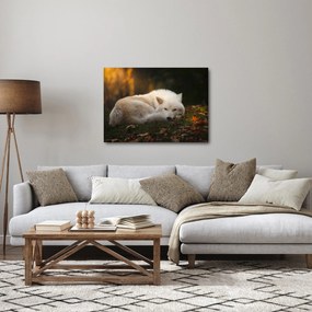 Obraz - Odpočívajúci vlk (70x50 cm)