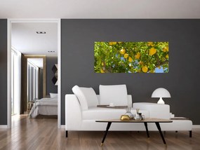 Obraz - Citrónovník (120x50 cm)