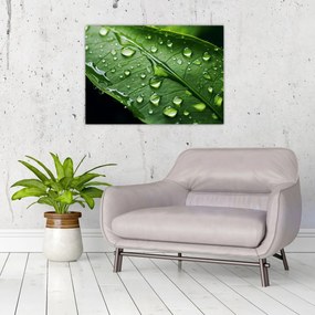 Obraz - List po daždi (70x50 cm)