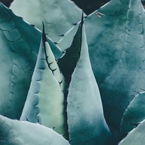 Gario Paraván Zelená Agave Rozmery: 180 x 170 cm, Prevedenie: Klasický paraván