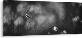 Obraz - Lúčna tráva (120x50 cm)