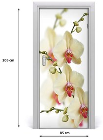 Samolepiace fototapety na dvere orchidea 85x205 cm