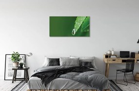 Obraz canvas Kvapka vody lístia 120x60 cm