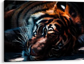 Obraz ležiaceho tigra (70x50 cm)