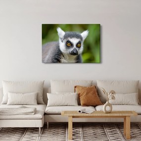 Obraz lemura (90x60 cm)
