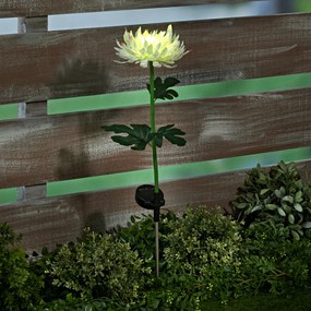 Solárna chryzantéma, žltá Výška 71 cm