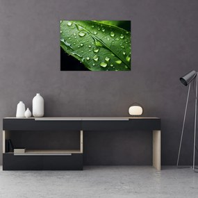 Obraz - List po daždi (70x50 cm)
