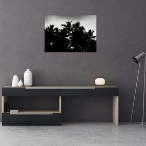 Obraz čiernobiely - palmy (70x50 cm)
