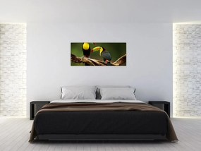 Obraz sediacich tukanov, Costa Rica (120x50 cm)