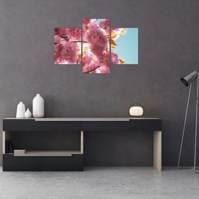 Obraz - Čerešňový kvet (90x60 cm)