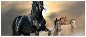 Obraz - Kone (120x50 cm)