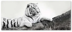 Gario Obraz na plátne Pozorný tiger Rozmery: 120 x 40 cm