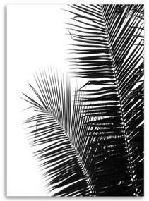 Obraz na plátně Palm Leaf Black White - 70x100 cm