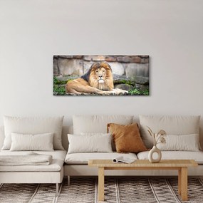 Obraz leva (120x50 cm)