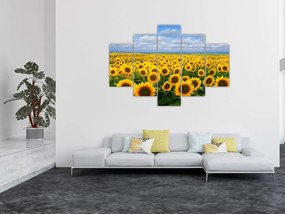 Obraz slnečnicového poľa (150x105 cm)