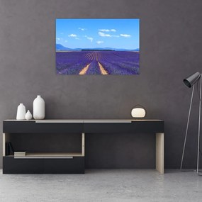 Obraz - Levanduľové pole (90x60 cm)