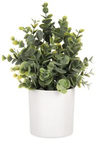 Buxus v kvetináči 26cm